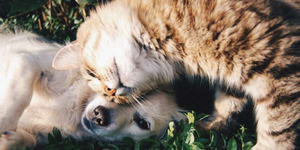 How to Get Rid of Fleas: A Comprehensive Guide for Pet Owners
